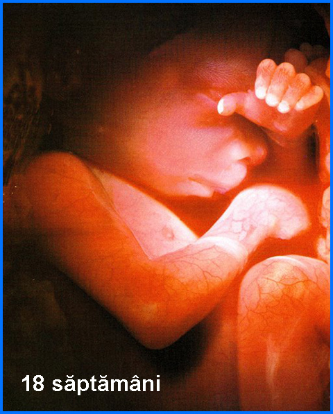 18_weeks_ro